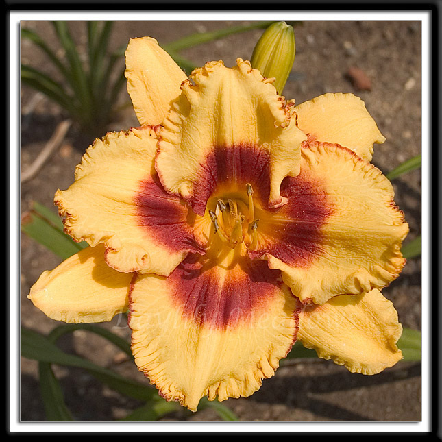 Daylily Cowboy Dreams